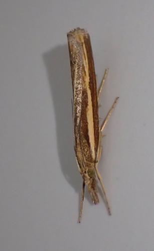 Réf. 223 024 : Agriphila tristella